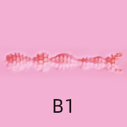 B1